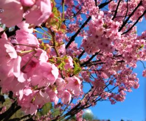Japanese Cherry Blossom - TUI Tours Discover Japan